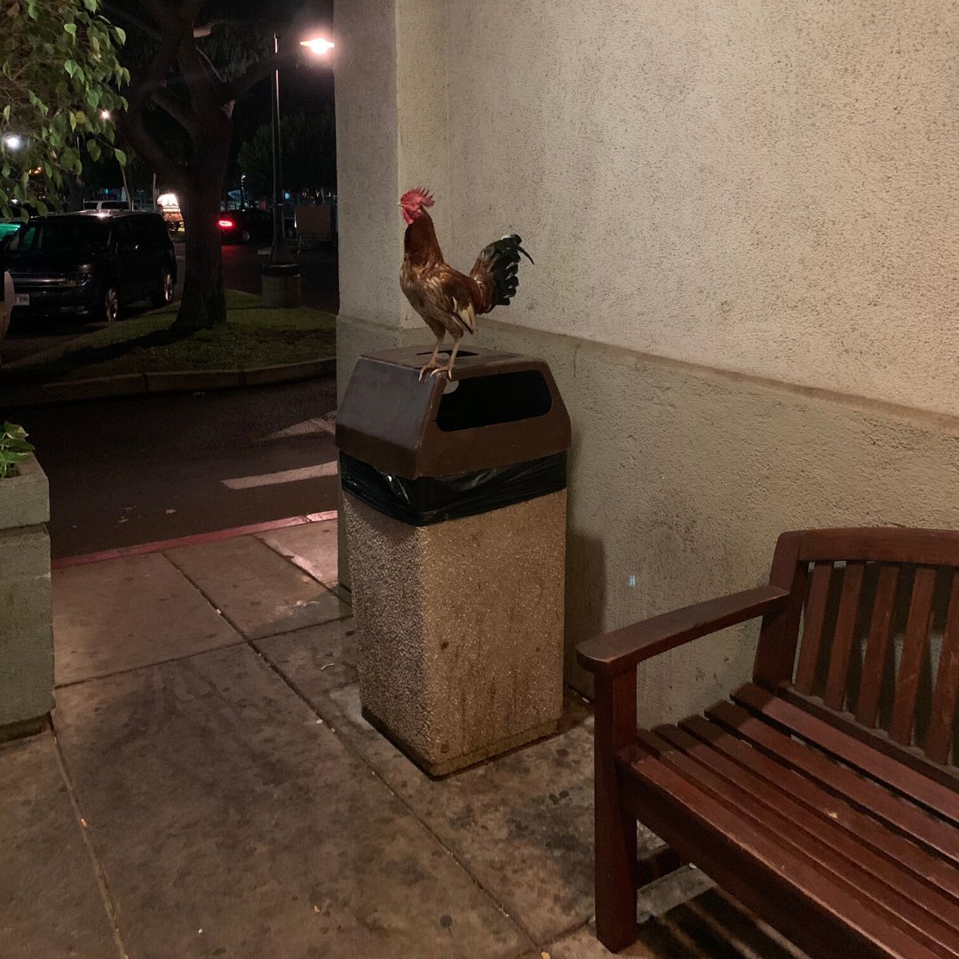 Outside tonight's sushi restaurant... #Hawaii #vacation #melekalikimaka