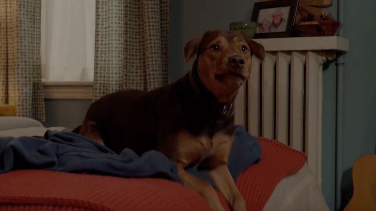 Фильм белла путь домой. Путь домой анвап. Путь домой фильм 2019. Путь домой фильм 2019. Кино путь домой.