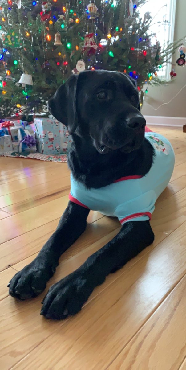 4paws_sitter's tweet photo. my foster put me in pjs for christmas eve? i dunno what that means but i hope i get treatos https://t.co/K682qlNhG7