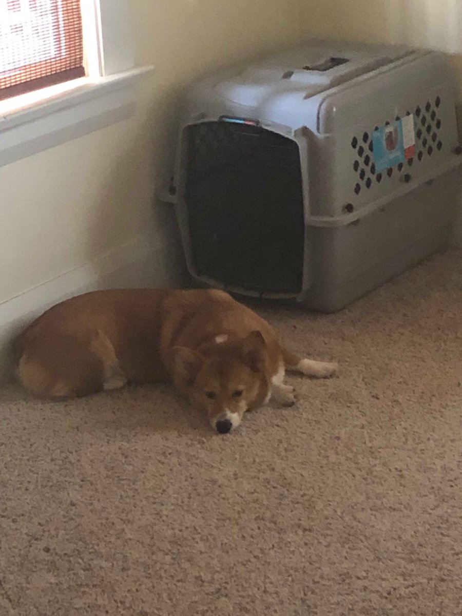 Kayla13957750's tweet photo. No one:
Me: I don’t really want to go in my travel carrier today 😌 https://t.co/JClKyXE3sq