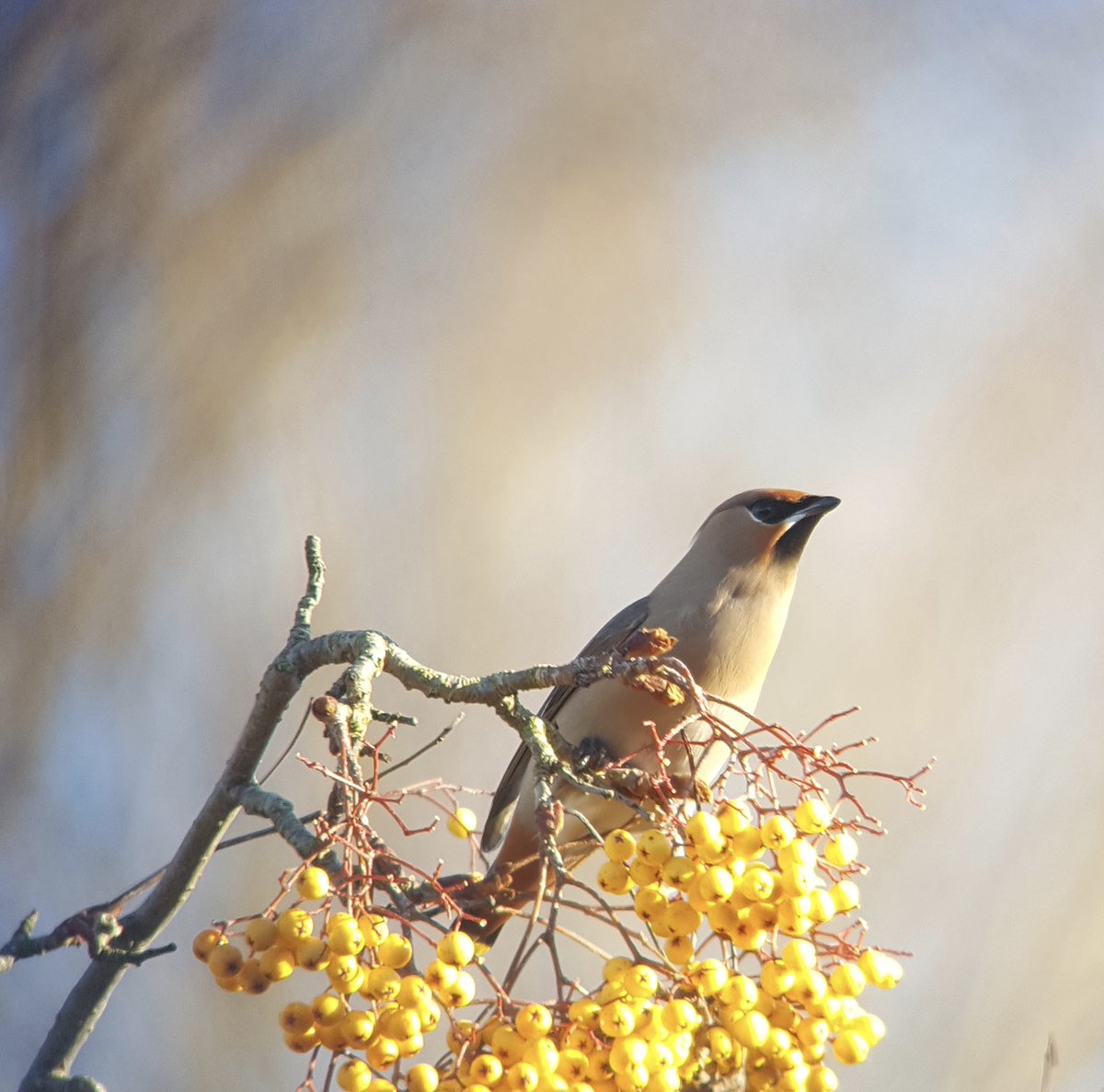 WildeAboutBirds's tweet photo. Hope you all have a great Christmas https://t.co/KZcPja5BAd