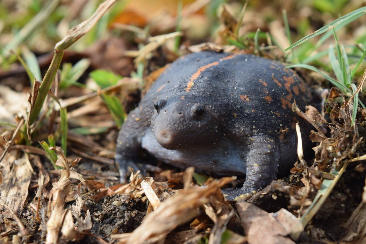 A Book Of Rather Strange Animals On Twitter The Mexican Burrowing Toad Is The Most Evolutionarily Distinct Amphibian Species On Earth Today Photo A Monter