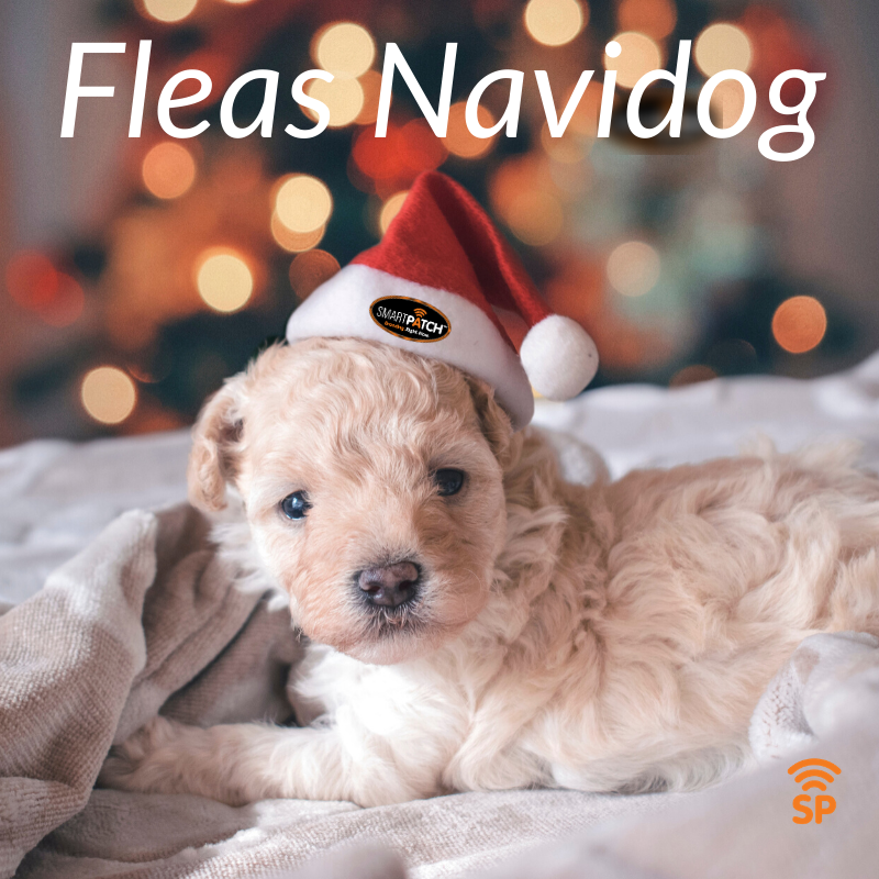 SMARTPATCHUSA's tweet photo. Fleas NaviDog... Fleas NaviDog... Fleas NaviDog, Prospero Ano y Felicidad.

We want to wish you a Merry Christmas from the bottom of our hearts.: https://t.co/Suu1vlcTxp #ChristmasDogs #FelizNavidog #MerryChristmas #SmartPatch https://t.co/V5TtI1MNgp