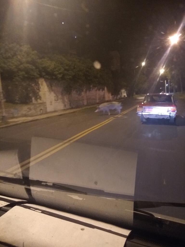 HumorParanaense's tweet photo. A quien se le escapó la cena? https://t.co/Fa0wYRCZZ4
