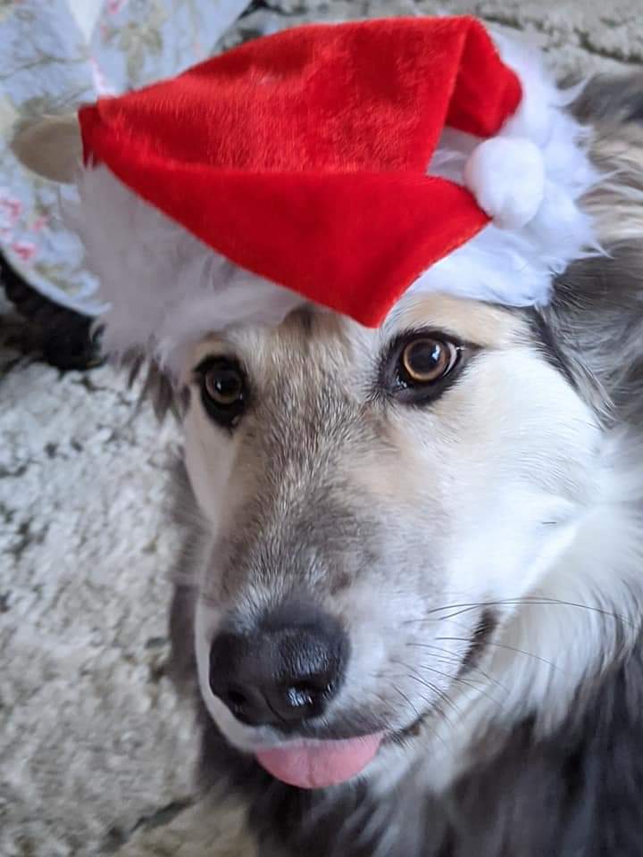 second chance jack animal rescue