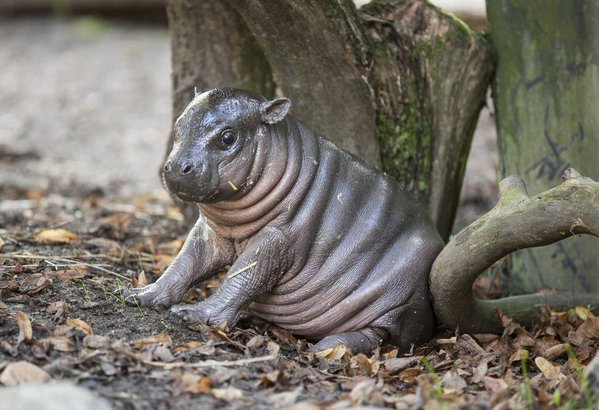 Weird_AnimaIs's tweet photo. A chubby &amp; adorable baby pygmy hippo!

(Photo: Parken zoo) https://t.co/cIkQF8VoK8
