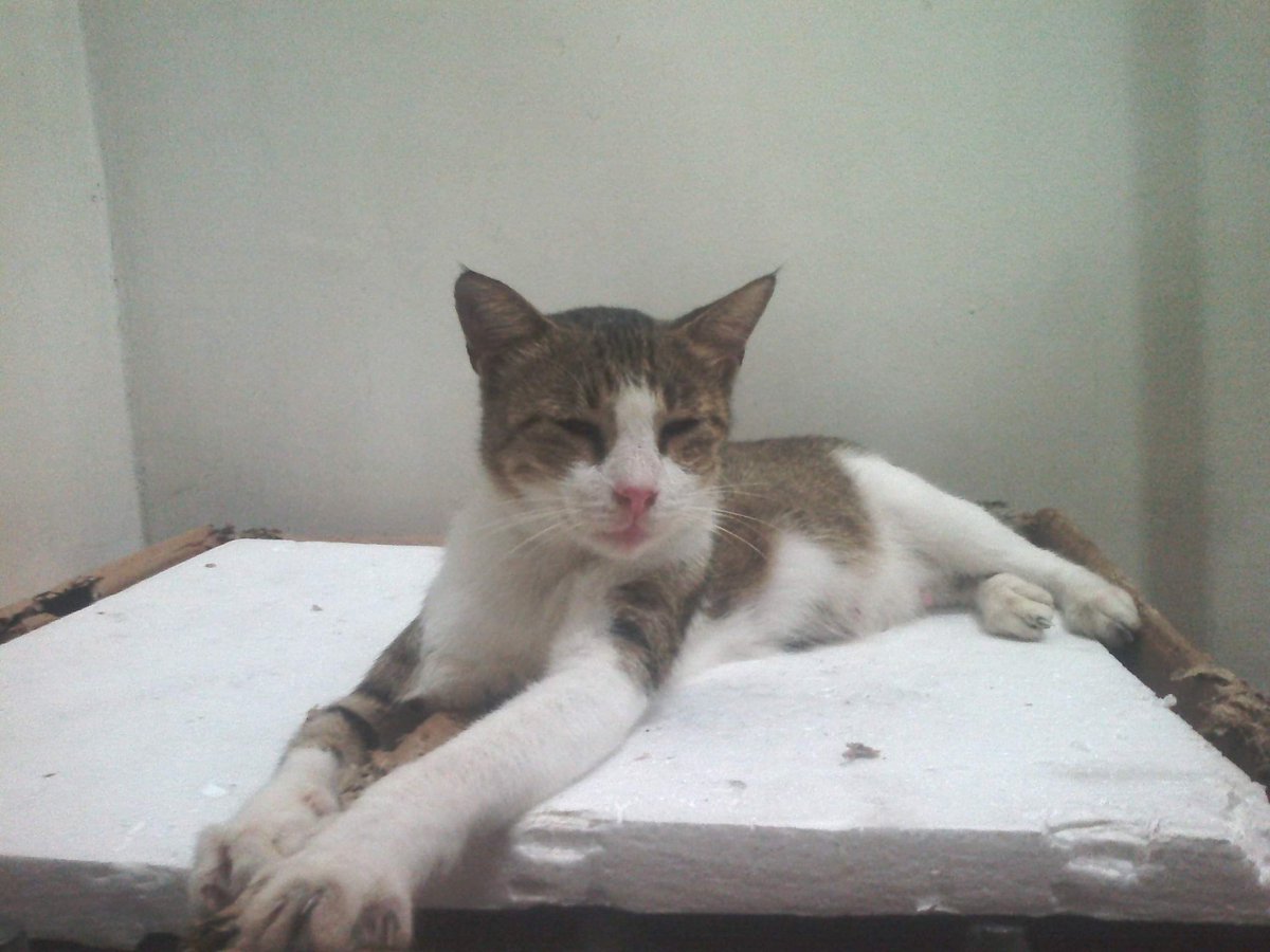 CatsofTIP's tweet photo. now accepting handa #catsofTIP https://t.co/WY67YvWNqT