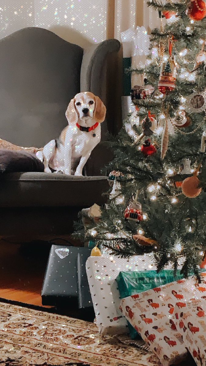 Merry Christmas to my William L Buck family. Wishing everyone happiness and good times during the holiday season. This is the perfect time to reflect on our blessings! <a href="/ValleyStreamWLB/">William L. Buck School</a> <a href="/SusanLeggett11/">Susan Leggett</a> <a href="/KerriPieper/">Kerri Pieper</a> #loveonaleash #therapypets <a href="/VS24District/">Valley Stream 24 School District</a>