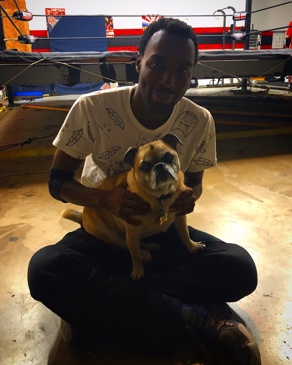 CheeseburgerROH's tweet photo. Last minute entry into cutest photo of 2019! #Brody #WrestleDogs https://t.co/Pg9pI7qqQ3