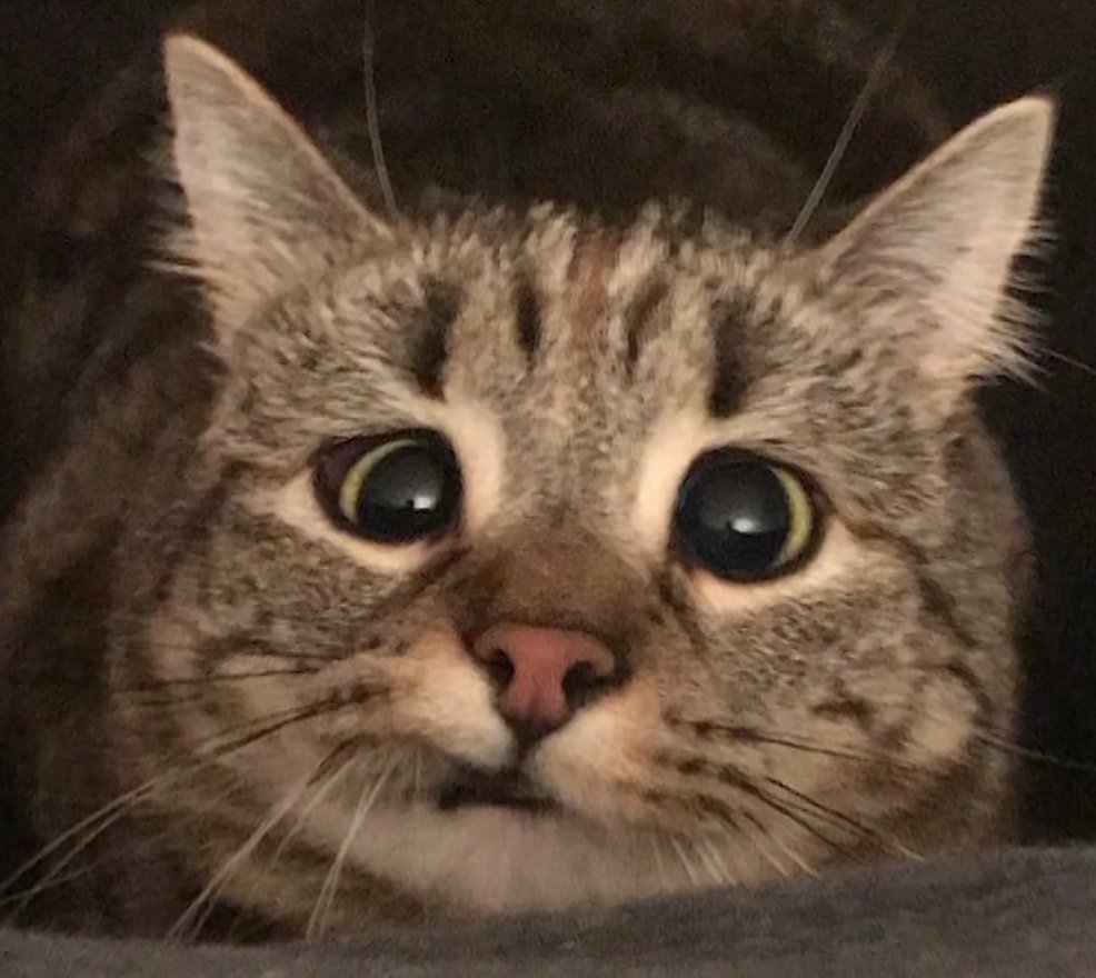 MewAndMeApp's tweet photo. When you stay up too late thinking about what Santa is gonna bring you #christmasproblems #christmascats #catpeople #catlovers #catmemes #catjokes https://t.co/qBm6V5agJU