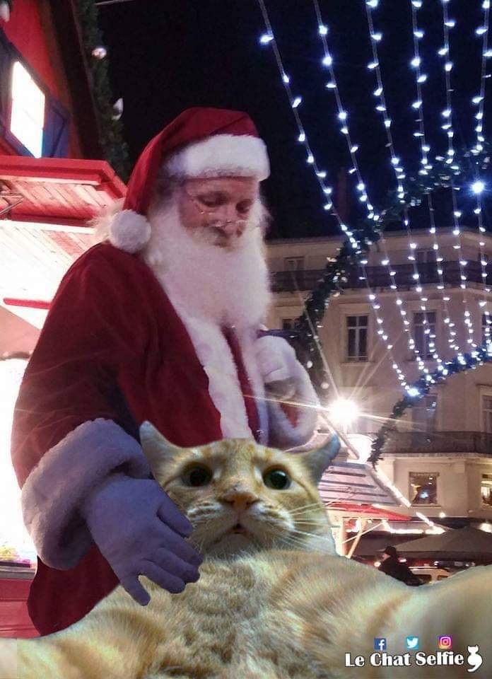 Joyeux Noël les chat'mis🎄🎅😸 (photo 2017)