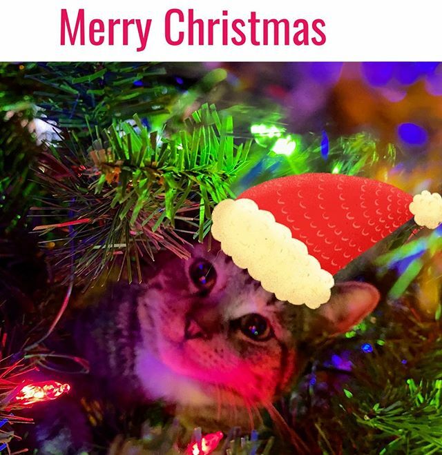 elenasando's tweet photo. MERRY CHRISTMAS 🎄🎁 #merrychristmas #happyholidays https://t.co/x3RZUwiZF9 https://t.co/xXgopaSMkR