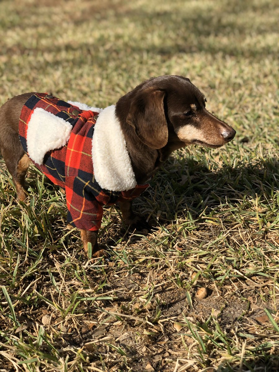 JacobAudirsch's tweet photo. My dog, Lulu, has been shitting the bed at night a lot in her old age. So, my mom went out and bought backups...I worry this will be part of the weekly grocery list lol https://t.co/8txWYEpsAU