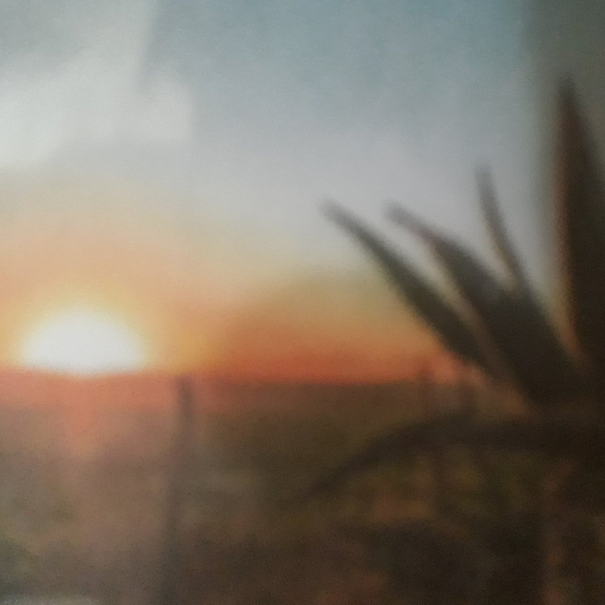 SobAlert's tweet photo. #Albertinia is a gem town situated at the foot of the Swartberg mountains.
The aloe grows here and been used to treat a myriad of ailments.
#Health https://t.co/eLbAT9XIPr