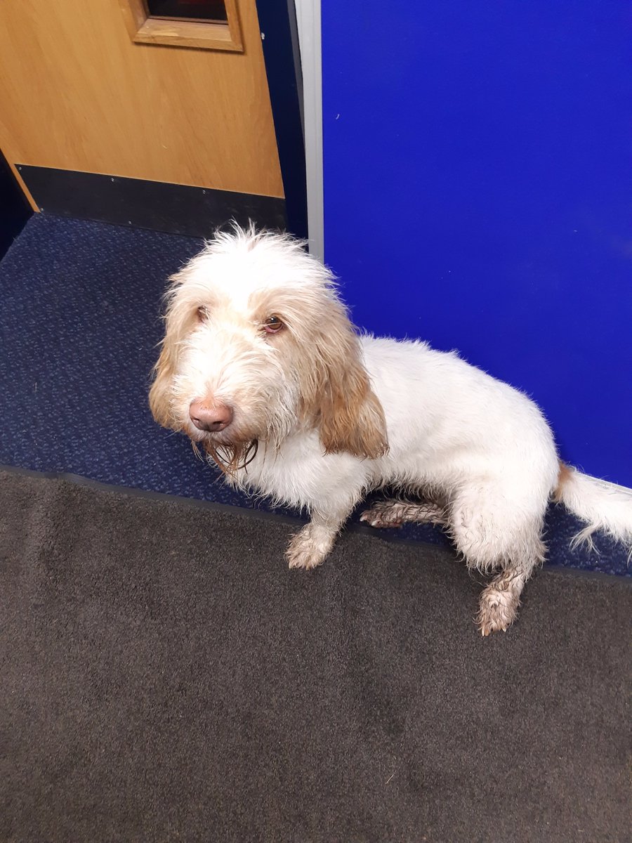 Does anyone know who this dog belongs to at all. Found on Dickens Lane in last 30 mins. Is currently at Poynton Police Hub.