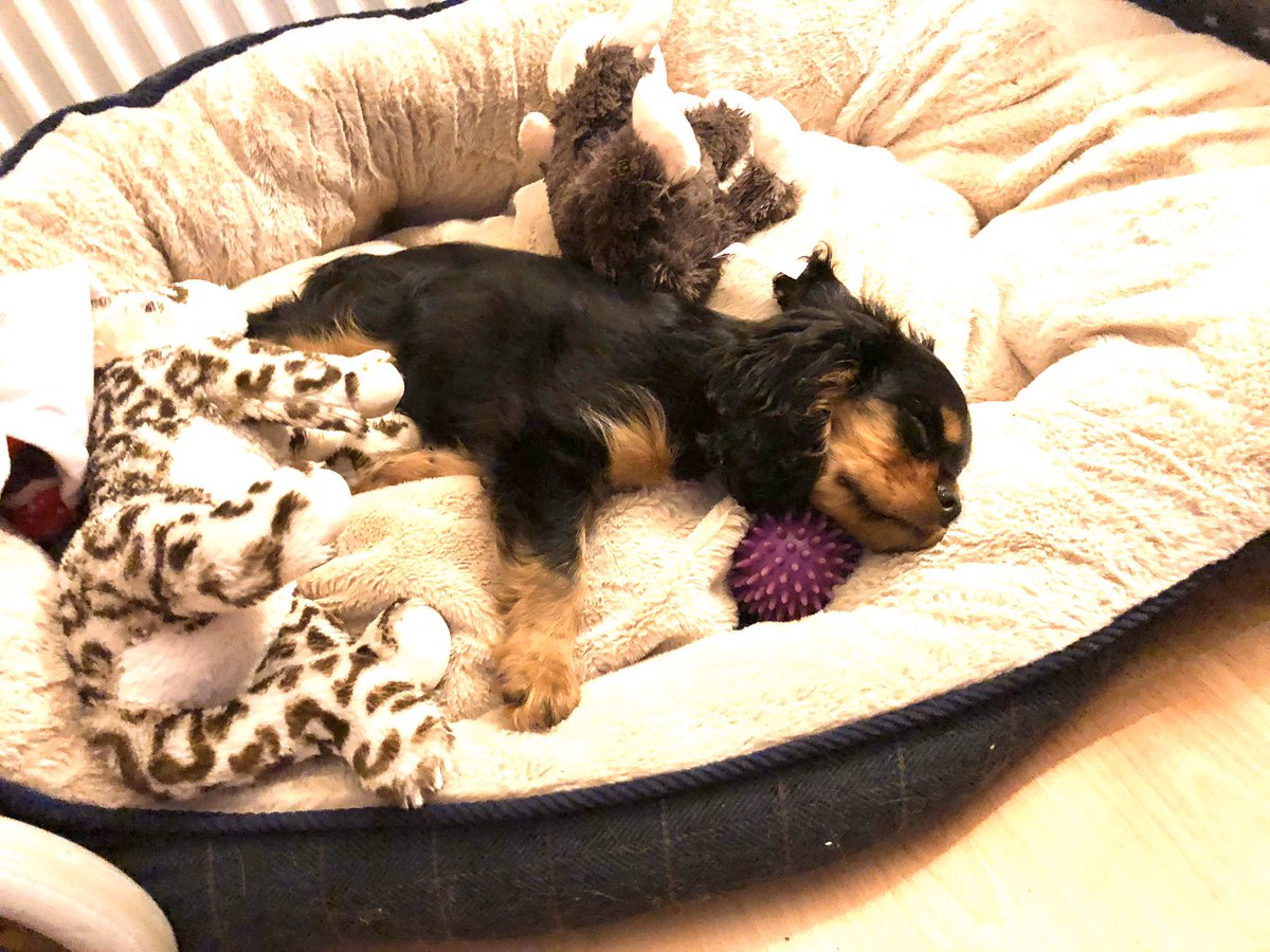 HeidiCavalier's tweet photo. Dear oh dear, Draven’s hoping if he goes to sleep now, that Santa paws will come early! 💖🐾 https://t.co/otEZtjVwHN