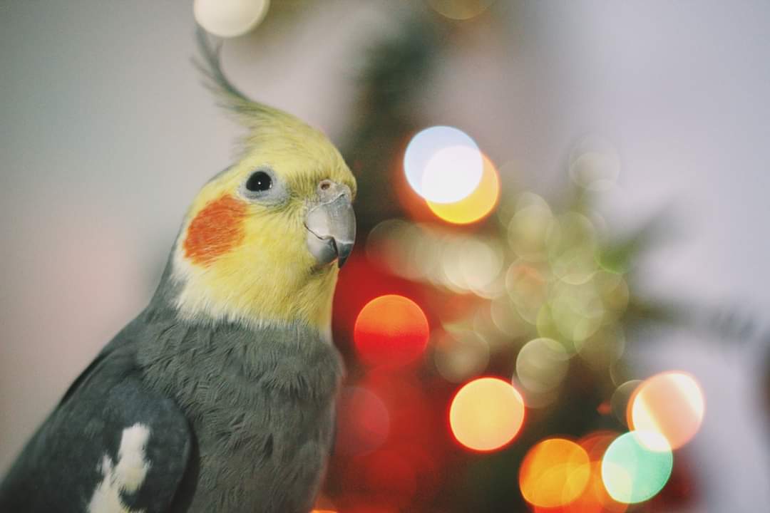 rhino_rush's tweet image. Это новогодний попуг. Ретвитни его себе, чтоб так же уверенно смотреть в будущее и на перспективы, которые тебе открывает 2020 год