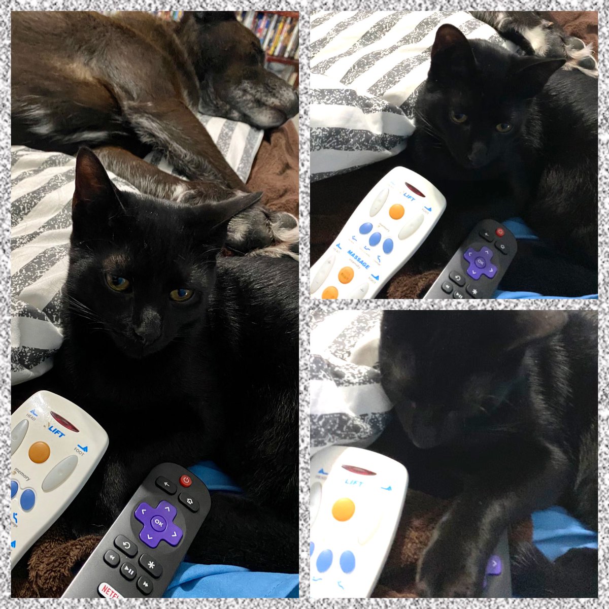 Mischievousliz's tweet image. #ControlIssues 🤣😂#Salem