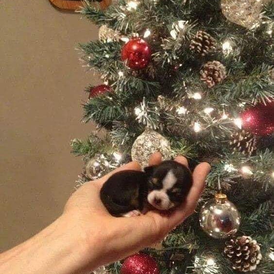 What a cute cute decoration! 😍😍😍