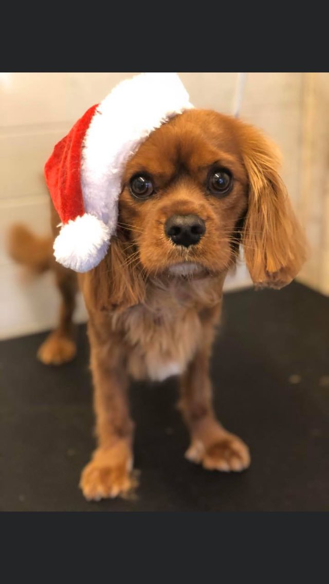 MadstormMlt's tweet image. Boys are ready for Xmas!!! #Cavaliers #christmas