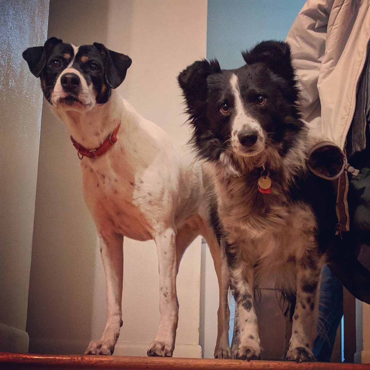 Two dogs at the top of a staircase
