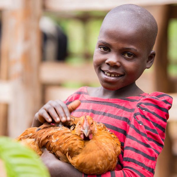 RippleEffectNGO's tweet photo. Chickens are easy to manage, plus their droppings make great compost for thriving crops! For only ยฃ8 you can buy a chicken for a loved one. ๐
#DontWasteXmas and #UnwrapJoy; choose the e-card gift option this year and get it in time for Xmas! https://t.co/ZKNxCAGRg5 https://t.co/i4fLa0FYO7