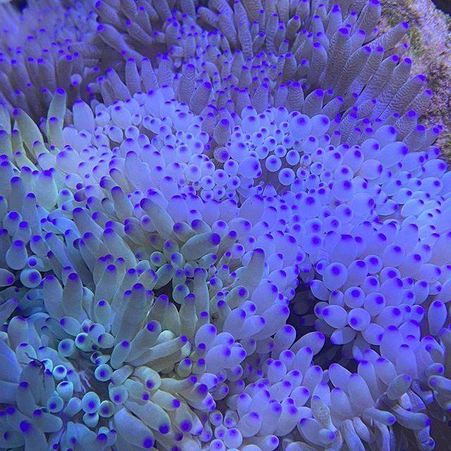 exoticsealife's tweet photo. #anemone #reefgeek #coraladdict #marinetank #allmymoneygoestocorals #instareef #sea #reefs #clownfish #reefing #saltwaterfish #saltlife #nemo #reeftanks #nanoreeftank #aquariumsaltwater #reefandchill #zoanthids #ilovemyreeftank #allmymoneygoestofish #fis… https://t.co/6KzZMBLSTQ https://t.co/IQ5h3C4zb6