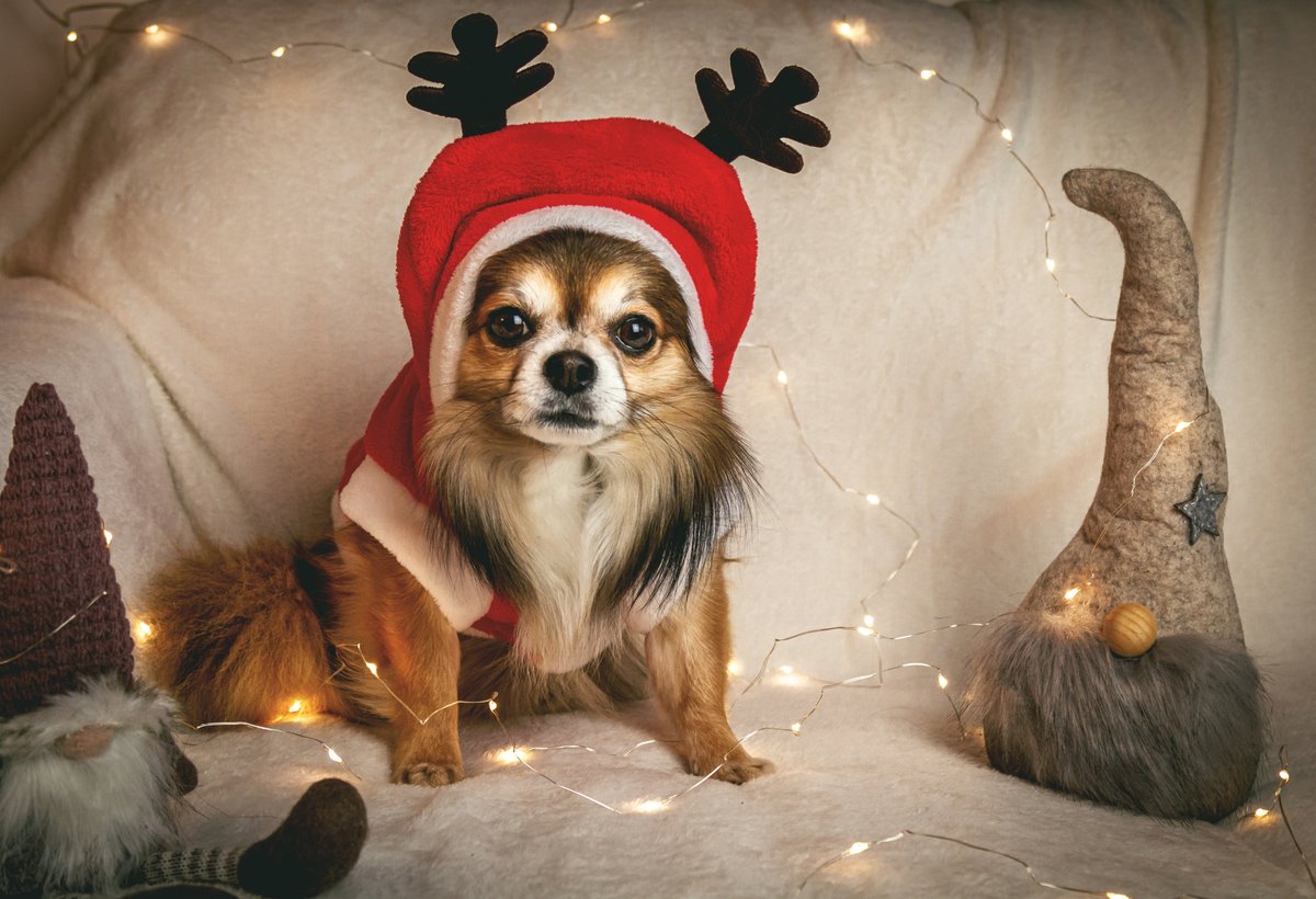 StuffForYourDog's tweet photo. https://t.co/zmgyvPL4az