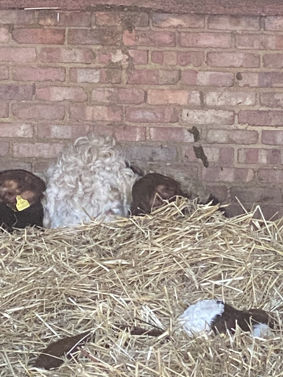 brexitcalf's tweet photo. Looks like I’m making a better job at playing hide and seek in the new straw than mum is. Merry Christmas everyone especially the Brexitcast team @bbclaurak @dinosofos @BBCkatyaadler @ChrisMasonBBC @adamfleming #Christmas2019 https://t.co/PFsMDqwnPJ