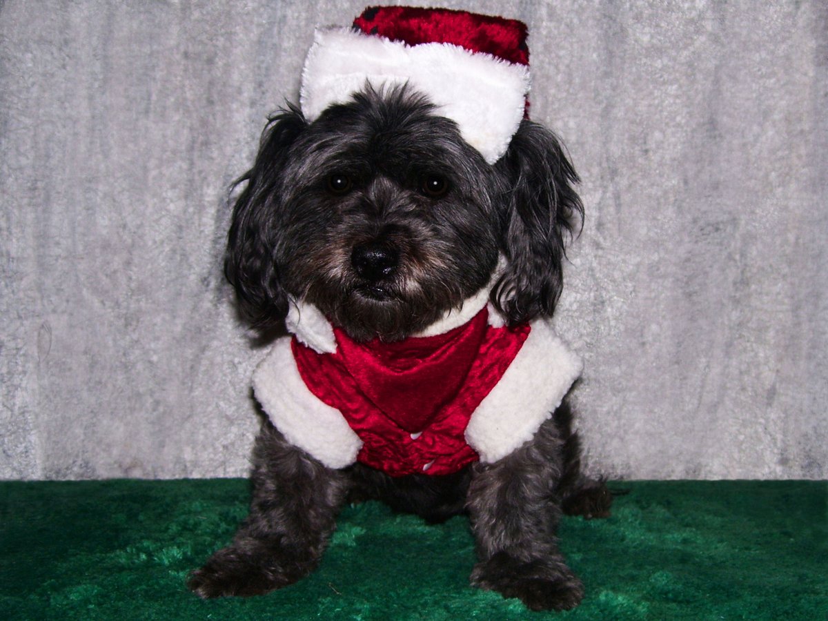 BobKatLittleCub's tweet photo. Lizzy May - π΅πΆ Santa Paws is coming to town...πΆπ΅
#Dogs #DogsOfTwitter #DogsOfIntstagram #LittleCubCats #ChristmasEve https://t.co/OkkiJ58GRz