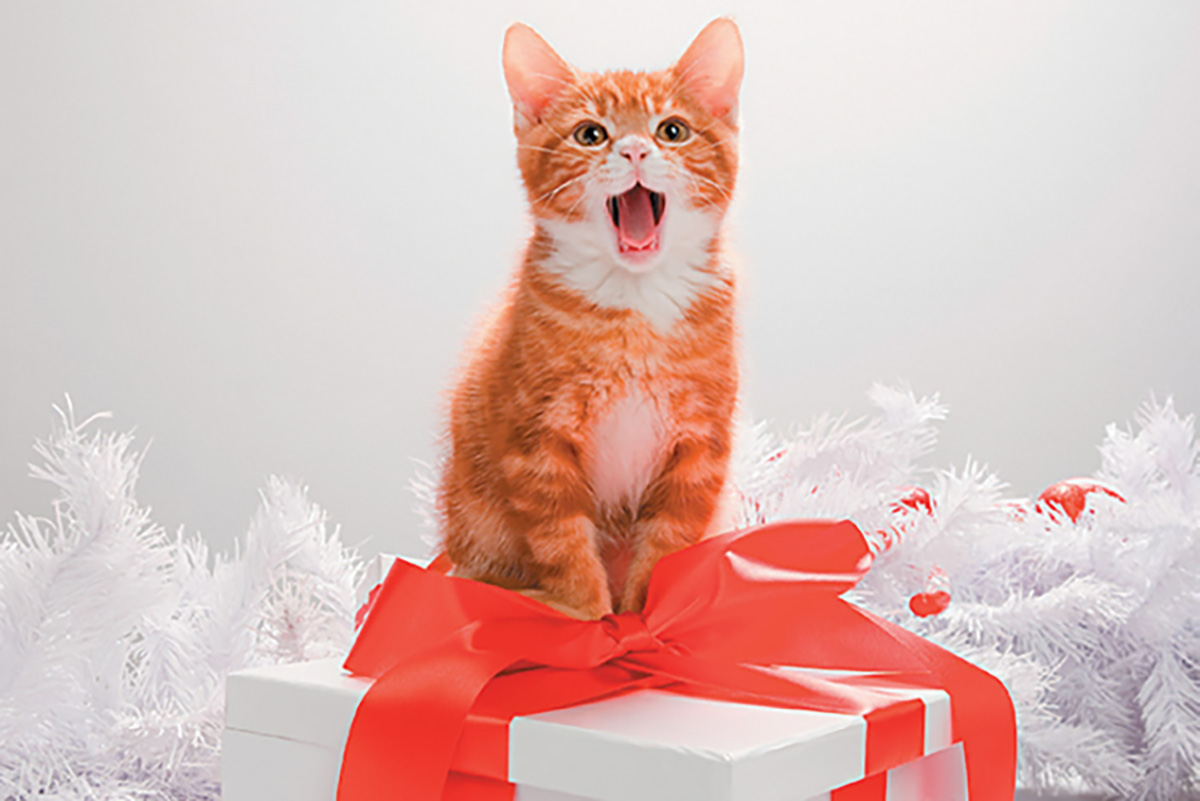 Saving Lives with Free Transport for Animal Rescue Partners.  Donate before Dec 31st and your tax-deductible donation will be matched. rescueexpress.org

#givingseason #shelteranimals #giving #holidays #animals #love #freedomride #dogs #cats #kittens #puppies