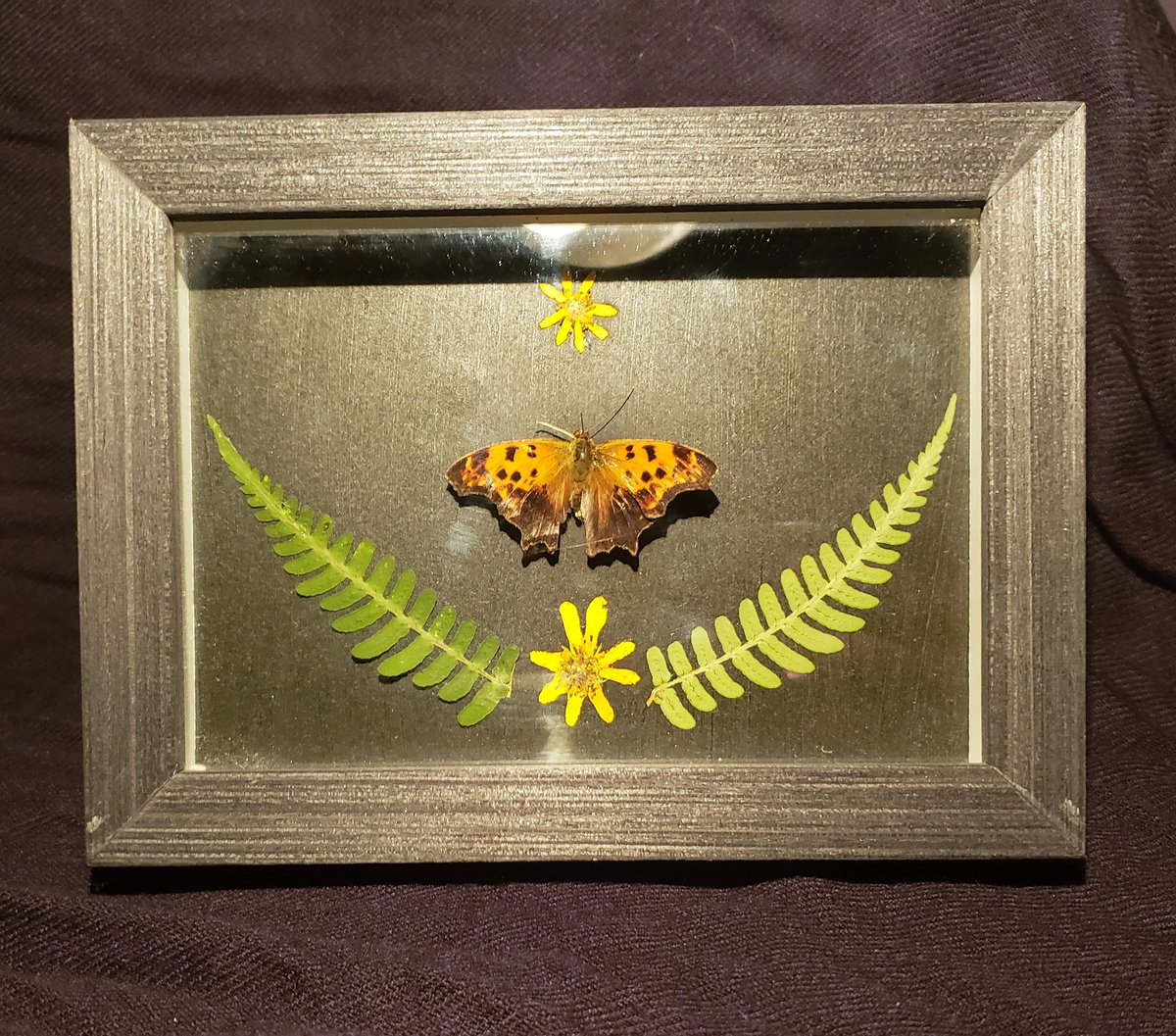 ZeyTrades's tweet photo. A gift I made 4 my mom 4 her #birthday back in Oct.Finally took a pic last night.She always loved this butterfly&amp;she said it deserved its own display.I found it when I was hiking&amp;feeling really down &amp; this little guy just lifted my spirits🦋
#butterfly #flowers #oddity #nofilter https://t.co/4J6jUzrC8D