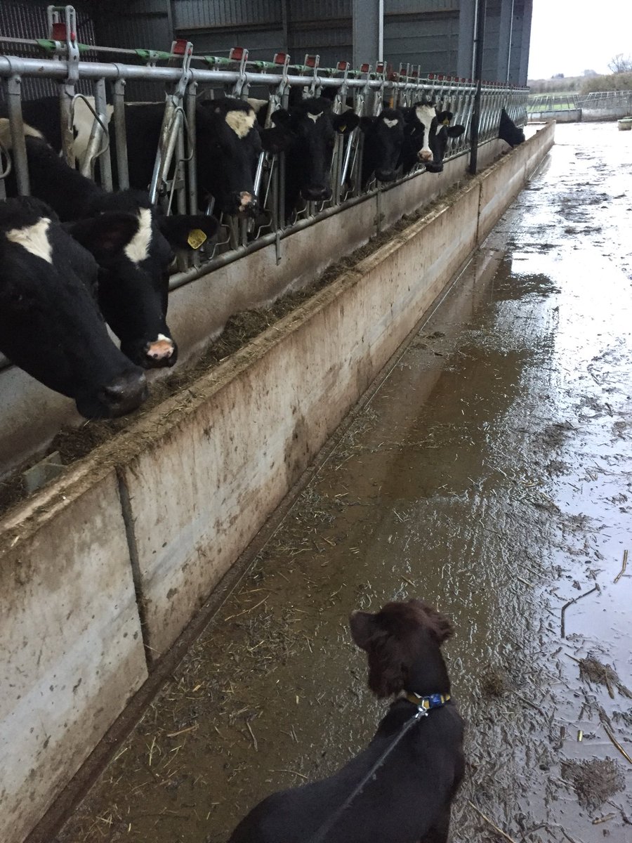 meleriwyn's tweet photo. Turns out, she doesn’t like cows and she now stinks 🤦🏼‍♀️ #adventuresofnala https://t.co/guLgjQ08ni