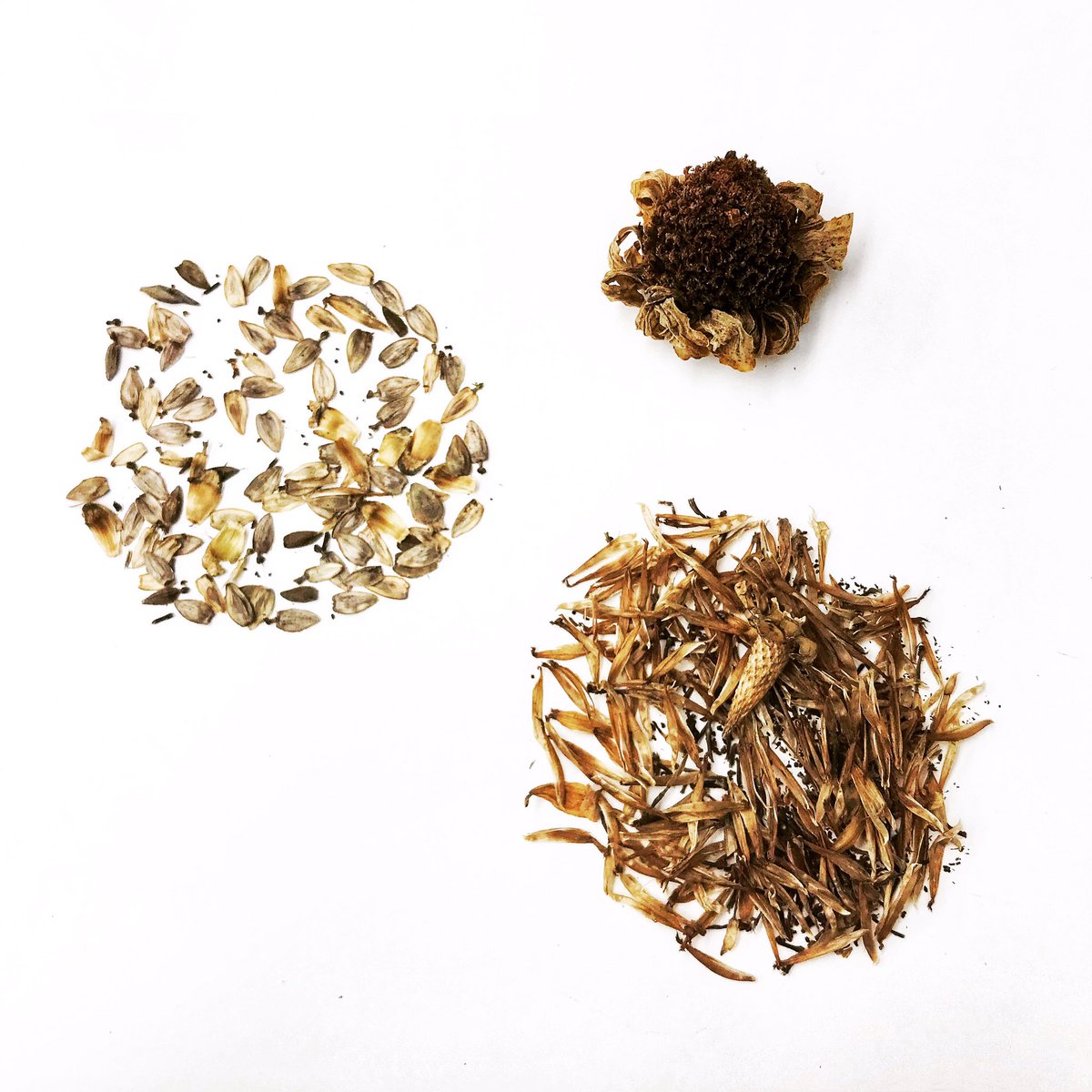 Pollinators love Zinnias 🦋 Each pollinated petal will grow a seed at its root. We saved the leftover blooms from the end of last season to spread around the unused parts of the property next year. Nothing goes to waste 😊

#ygkfarmtotable #takeitbackhome #ygk #ygkeats #ygkfood