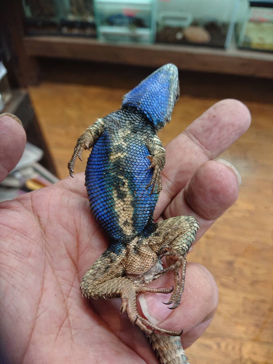 メキシコ トカゲのオブジェクト メキシコドクトカゲ Heloderma horridum