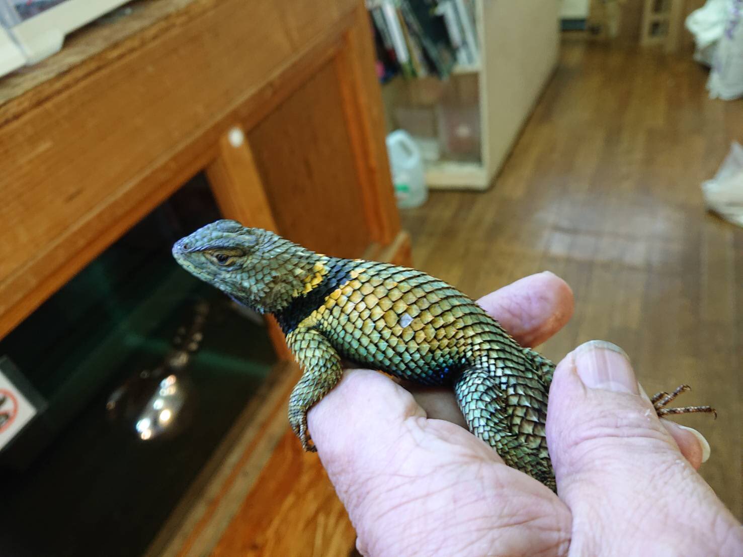 SAURIA守口店 on X: 