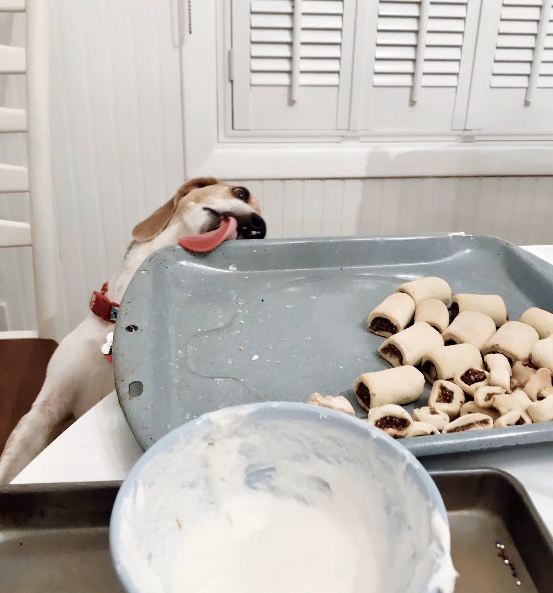 beaglefacts's tweet photo. He's making a list, checking it twice / Gonna find out who's naughty or nice ... 🐶🎵

📷 @snoopy_girl1229 / Twitter https://t.co/W9AZA3fGiZ