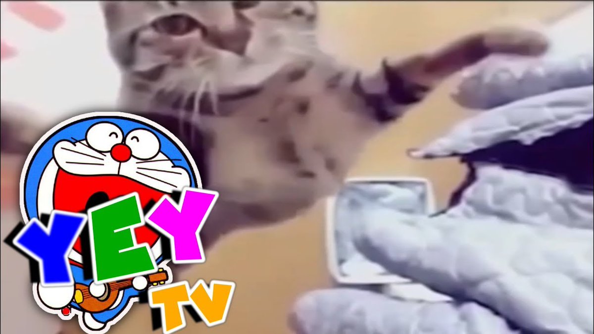 MeowMoeDotCom's tweet photo. Cute Cats | Funny Cats | Cats 2019 | ...
#Cats #Cat #Kittens #Kitten #Kitty #Pets #Pet #Meow #Moe #CuteCats #CuteCat #CuteKittens #CuteKitten #MeowMoe
#AnimalVines #AnimalsCompilation #Anime #AnimeVideo #BabyTV #BestAnimals
https://t.co/jVnhaumZWl
. https://t.co/TIUhNjO1T1