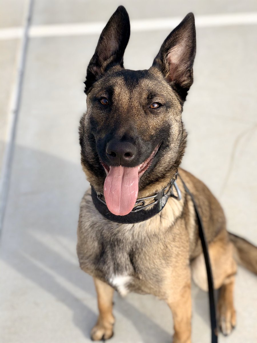 Penny Muscutt 🐕🐊 tweet media