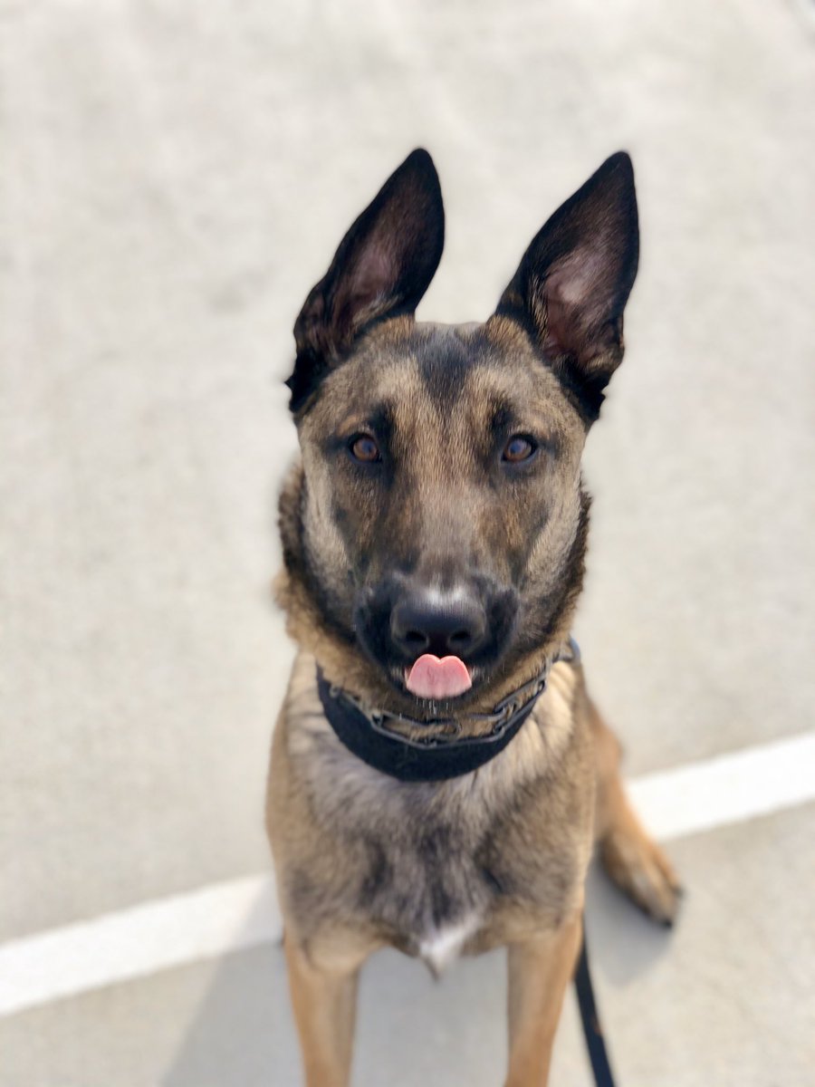 Penny Muscutt 🐕🐊 tweet media