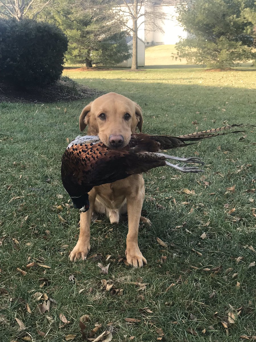 dsimpkins1's tweet photo. Great Christmas Eve morning out in the field with this guy! https://t.co/3ltkVDkzxs