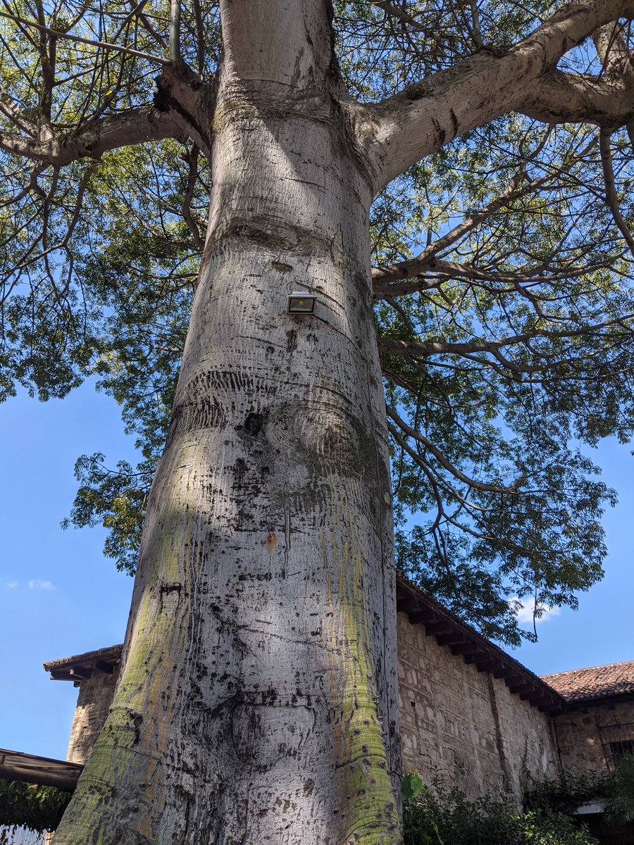 BzGEO's tweet photo. Not #BRDF-related, but here's a #Yaaxche tree (Ceiba pentandra) 🌳 For which #Belizean NGO @Yaaxche Conservation Trust is named. 🤔 https://t.co/YaGup0rAFZ