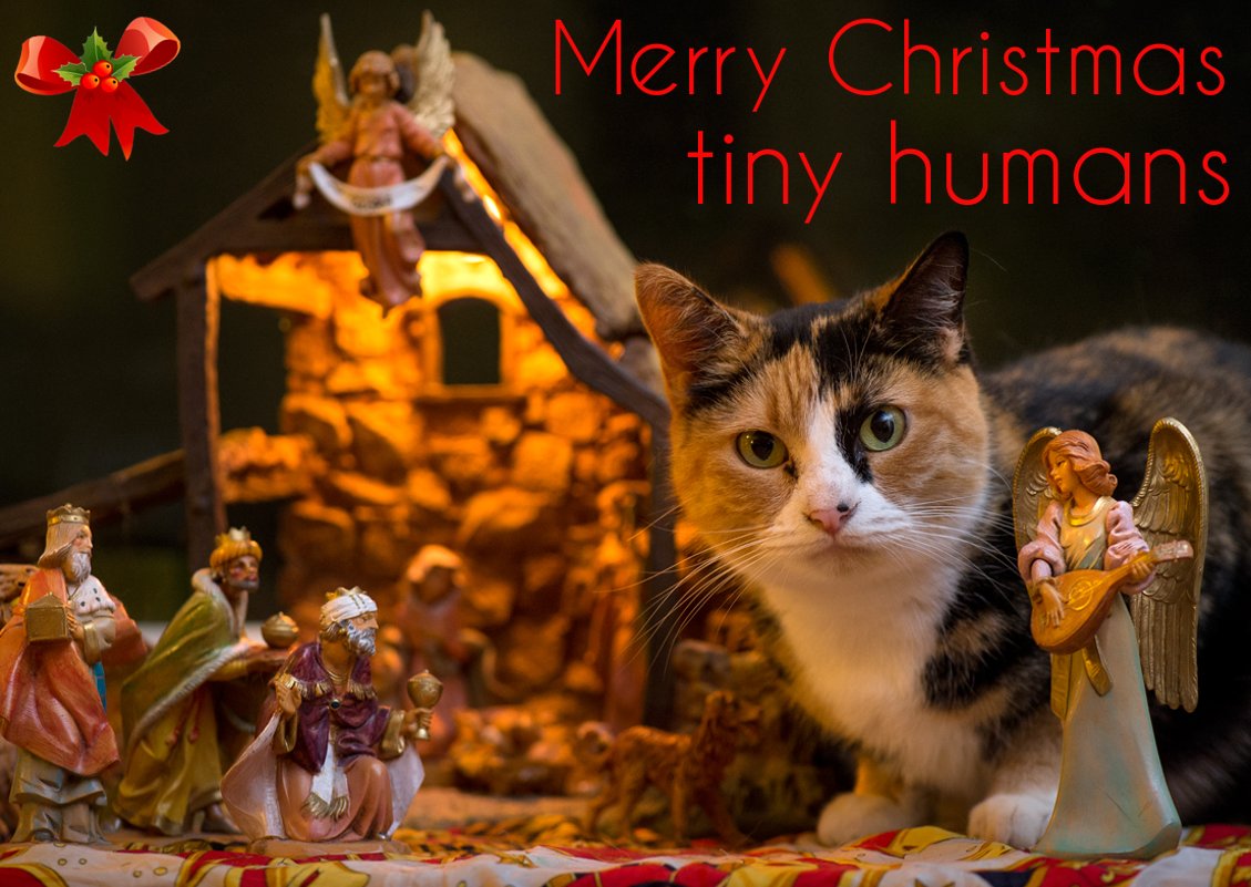 A special prayer for those overseas who can't be with their cats (and their families). 

I wish everyone the best this holiday season.

🐱🎅🎄

#Christmas #ChristmasEve #holidayseason #giantmilitarycats #NativityScene #cat
