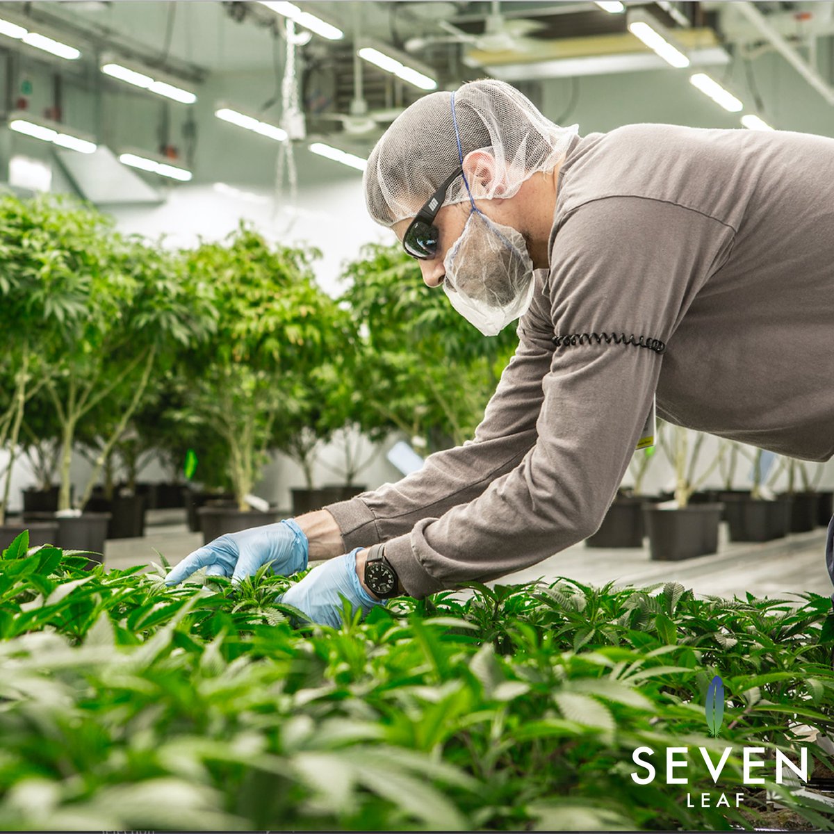 Christmas came early for Seven Leaf! 🎁 

Seven Leaf is pleased to announced that we have received our standard processing license from Health Canada on December 20,2019. With this license, Seven Leaf will have the ability to launch cannabis products for sale in the rec market!