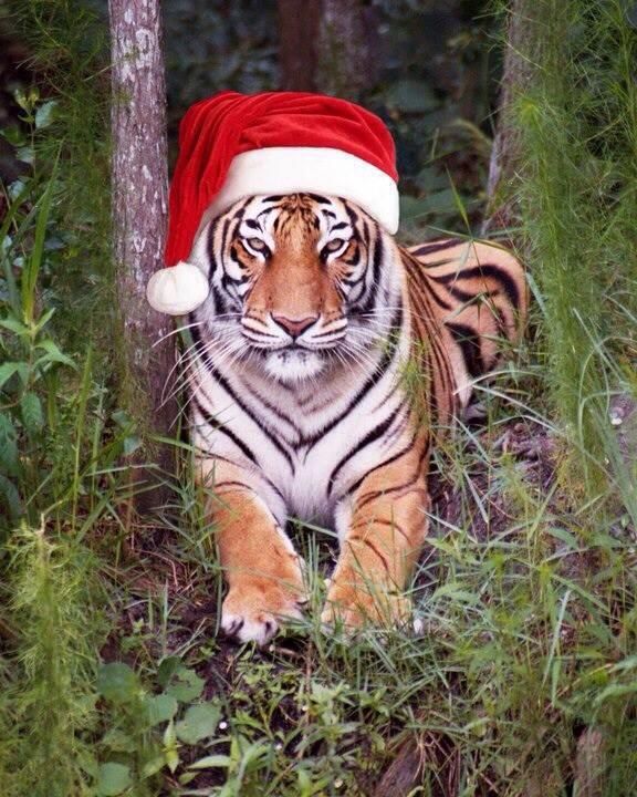 FlyingTigerMoto's tweet photo. The Tiger wishes everyone a Merry Christmas and Happy Holidays. https://t.co/swokf8qMVj