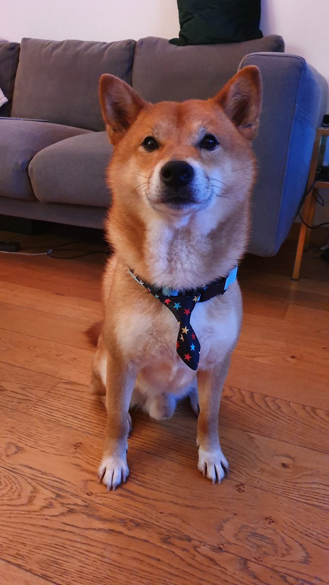 Shibas Hashtag On Twitter