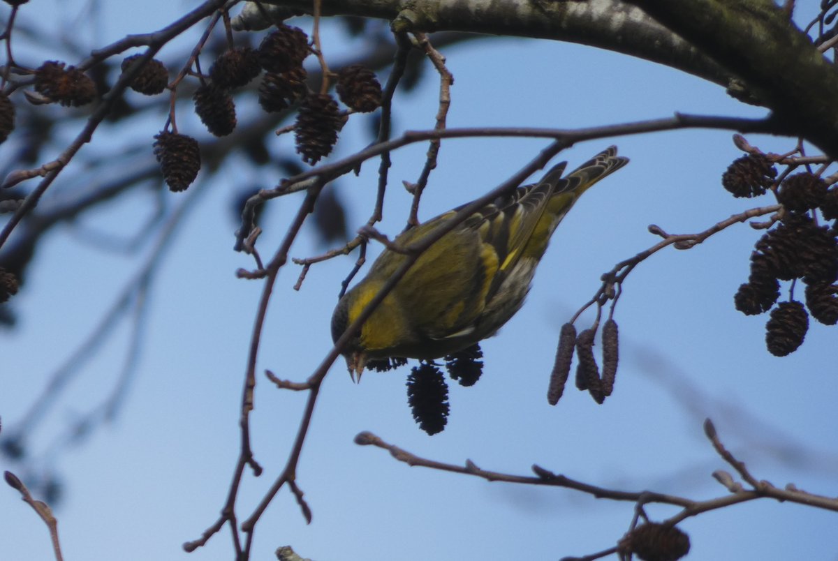 JamesTimms5's tweet photo. In all my photos today of the Siskin in #RytonPoolsCP the birds managed to stay behind one twig or another. As for the Tawny Owl in #RytonWood what can I say!!! At least I didn't fall over this time. π @NatureUK @WKWT @WestMidBirdClub @WestMidsBirding @BenColeman_28 https://t.co/WTfdgubQMA