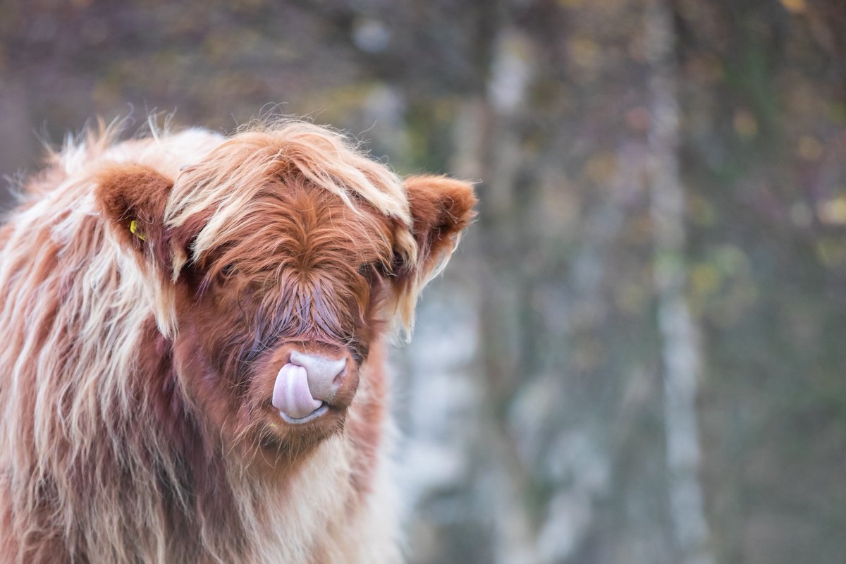 handy skill I think <a href="/TheElanValley/">The Elan Valley</a> <a href="/nativebreedsGB/">#NativeBreeds</a> <a href="/BarlochanBeef/">Barlochan Highlander</a>