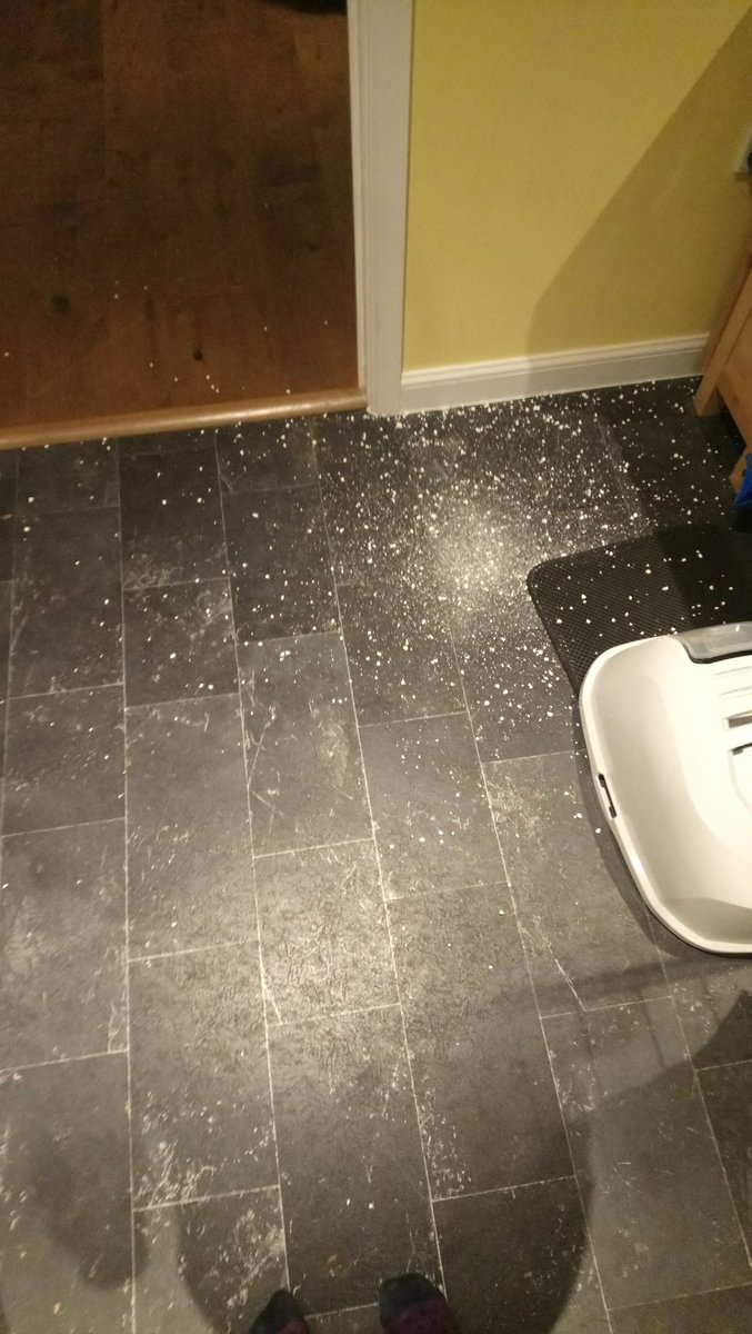 cat litter everywhere