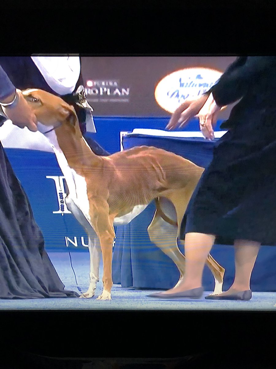 BPRacing_'s tweet image. Talk about animal exploitation and animal welfare. This is a national dog show and you want to ban racing? Tail between its legs and looking like it needs to eat. @RealGreyhound